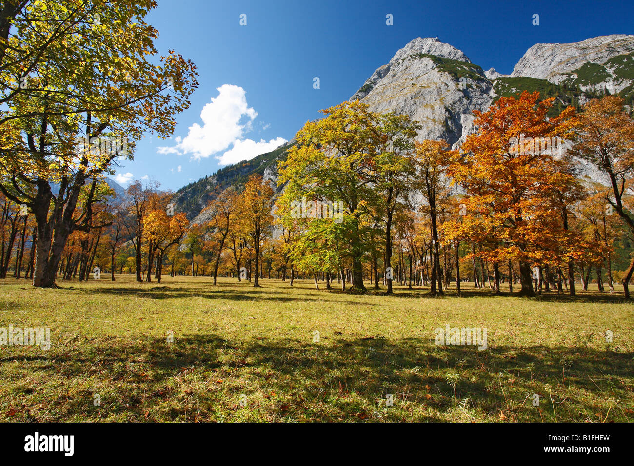 maple trees in autumn, tyrol, karwendel-mountains, austria, alps, europe Stock Photo