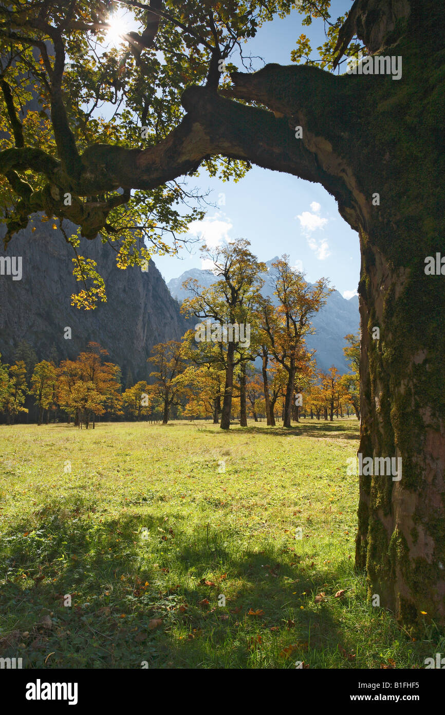 maple tree karwendel mountains tyrol austria europe Stock Photo