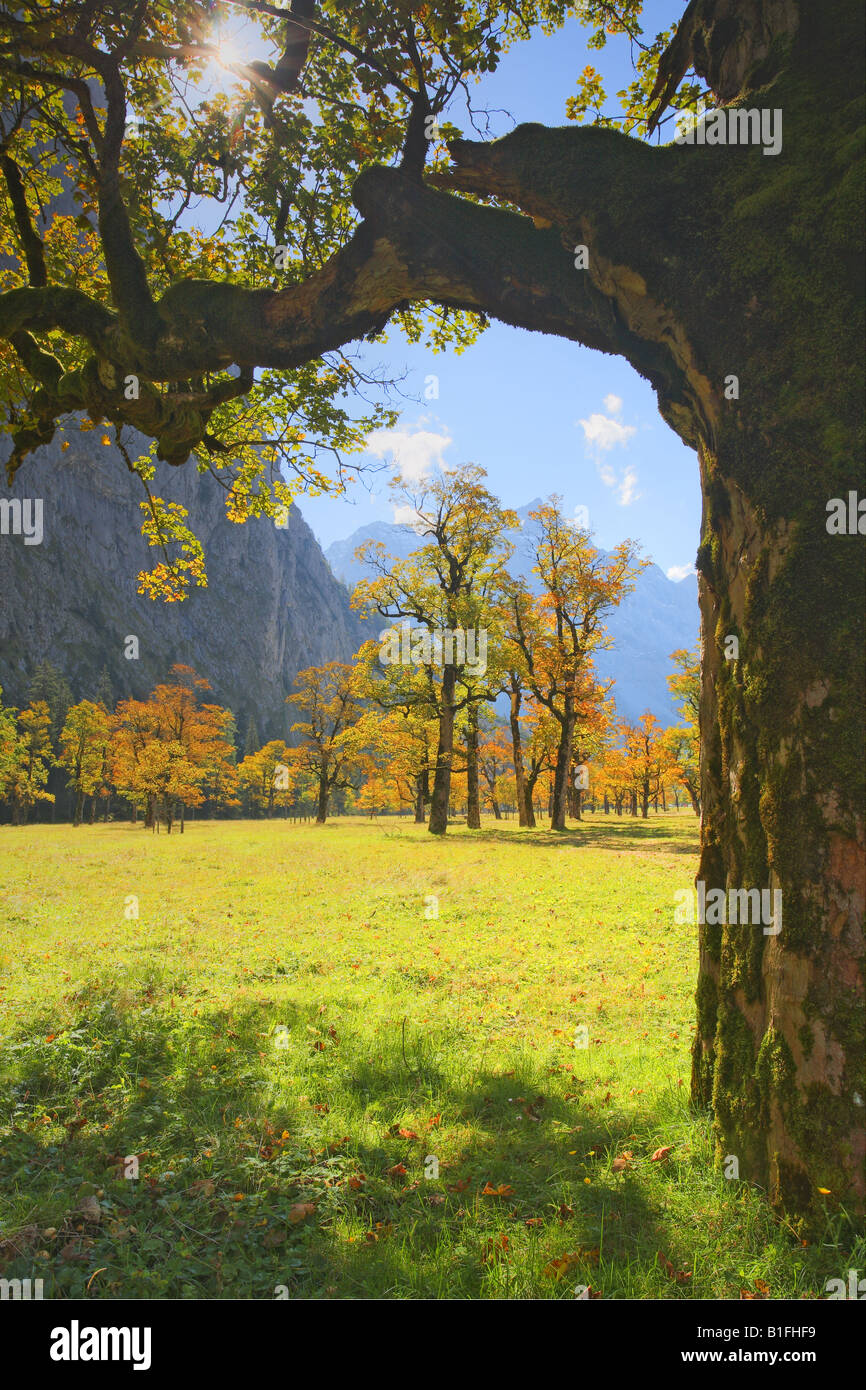 maple tree karwendel mountains tyrol austria europe Stock Photo