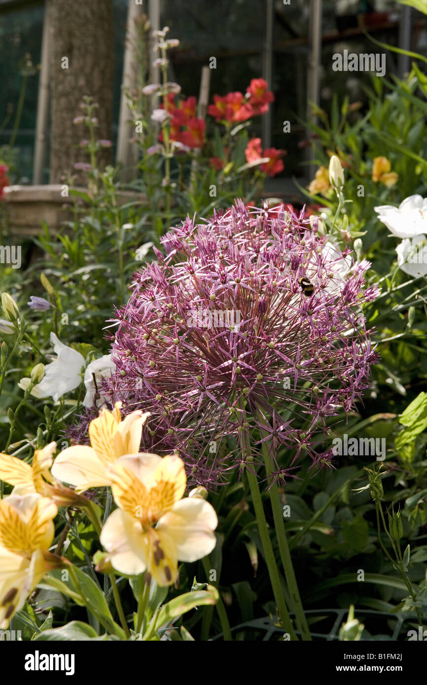 Bees love all kinds of Aliums. Stock Photo