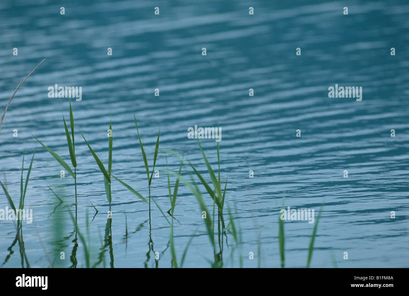 Reeds In Water Stock Photo Alamy