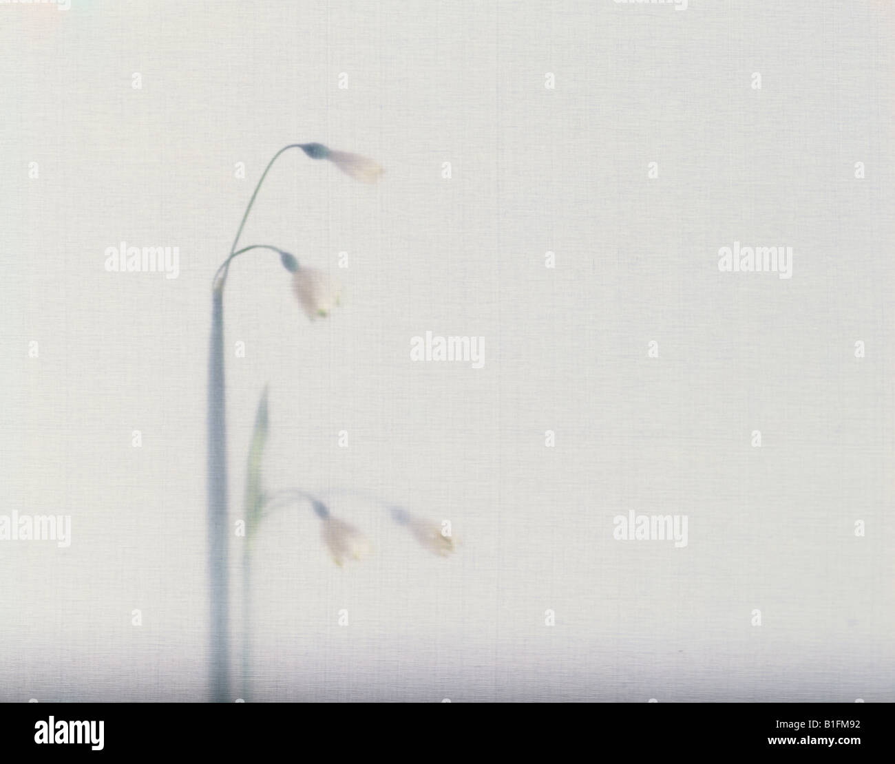 Still life lily valley hi-res stock photography and images - Alamy