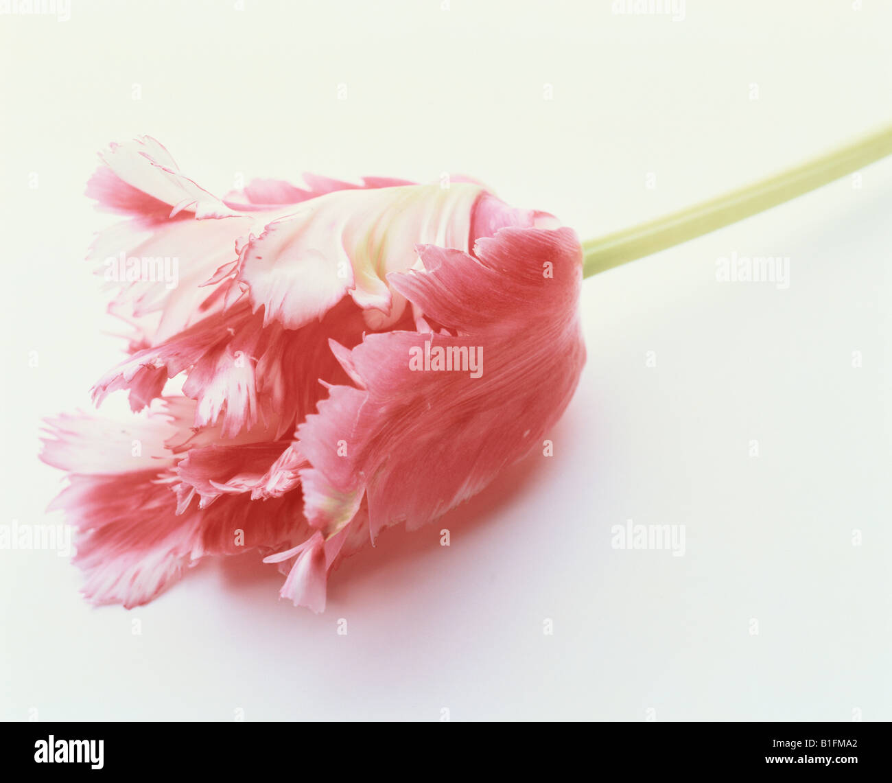Curled petals hi-res stock photography and images - Alamy