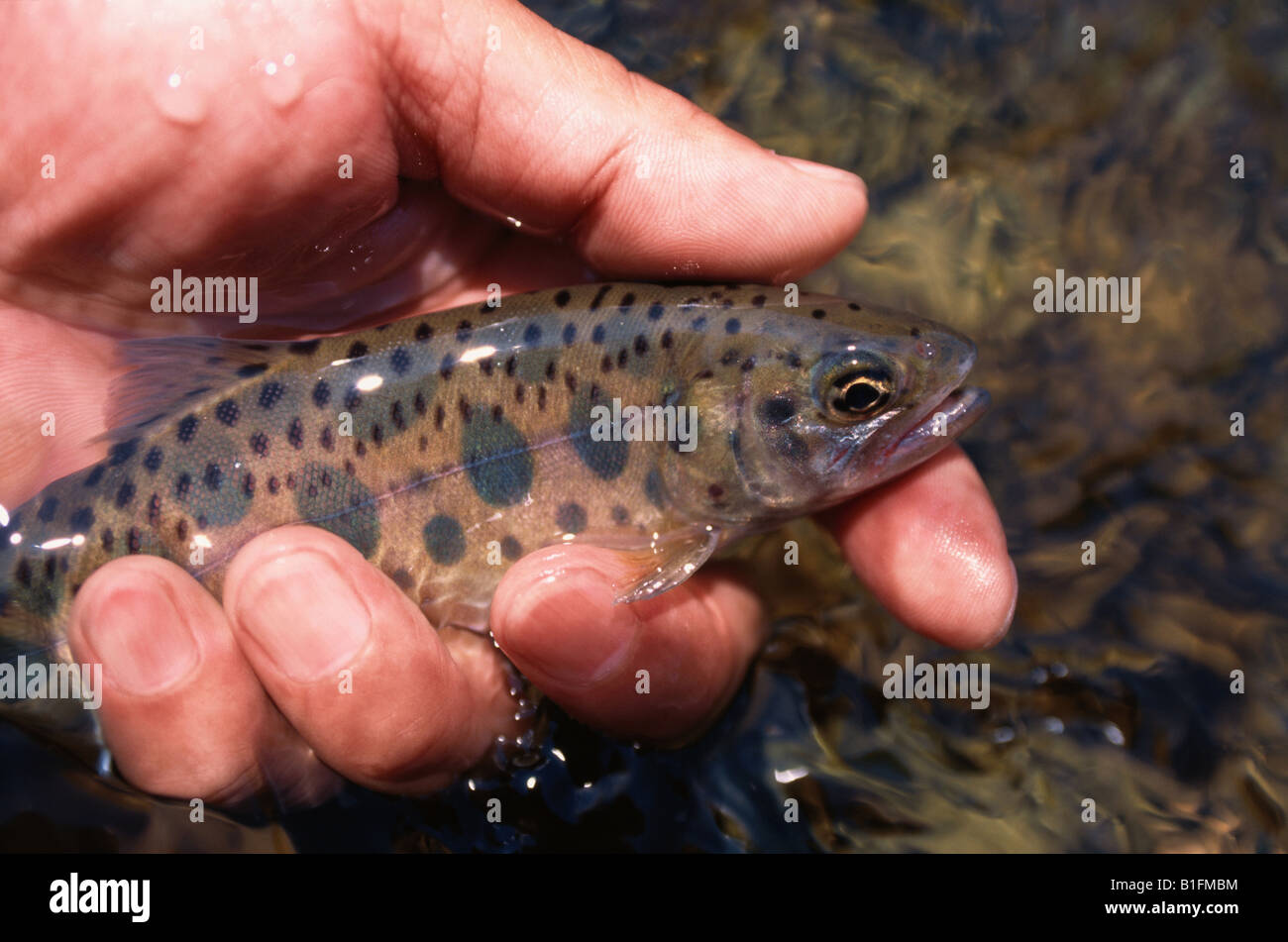 Trout In Hand Stock Photo