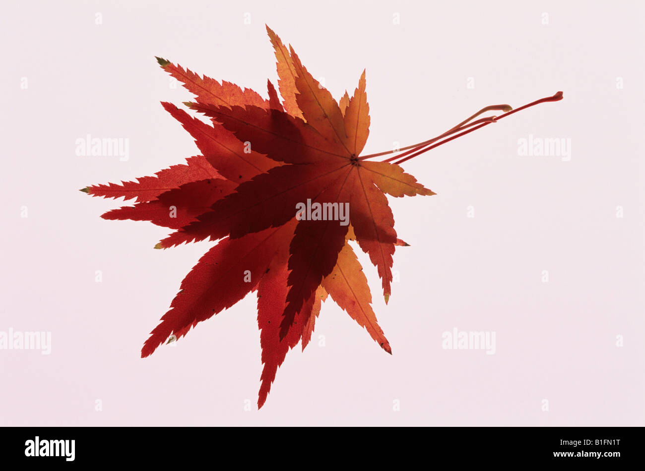 Japanese maple leaves dried hi-res stock photography and images - Alamy