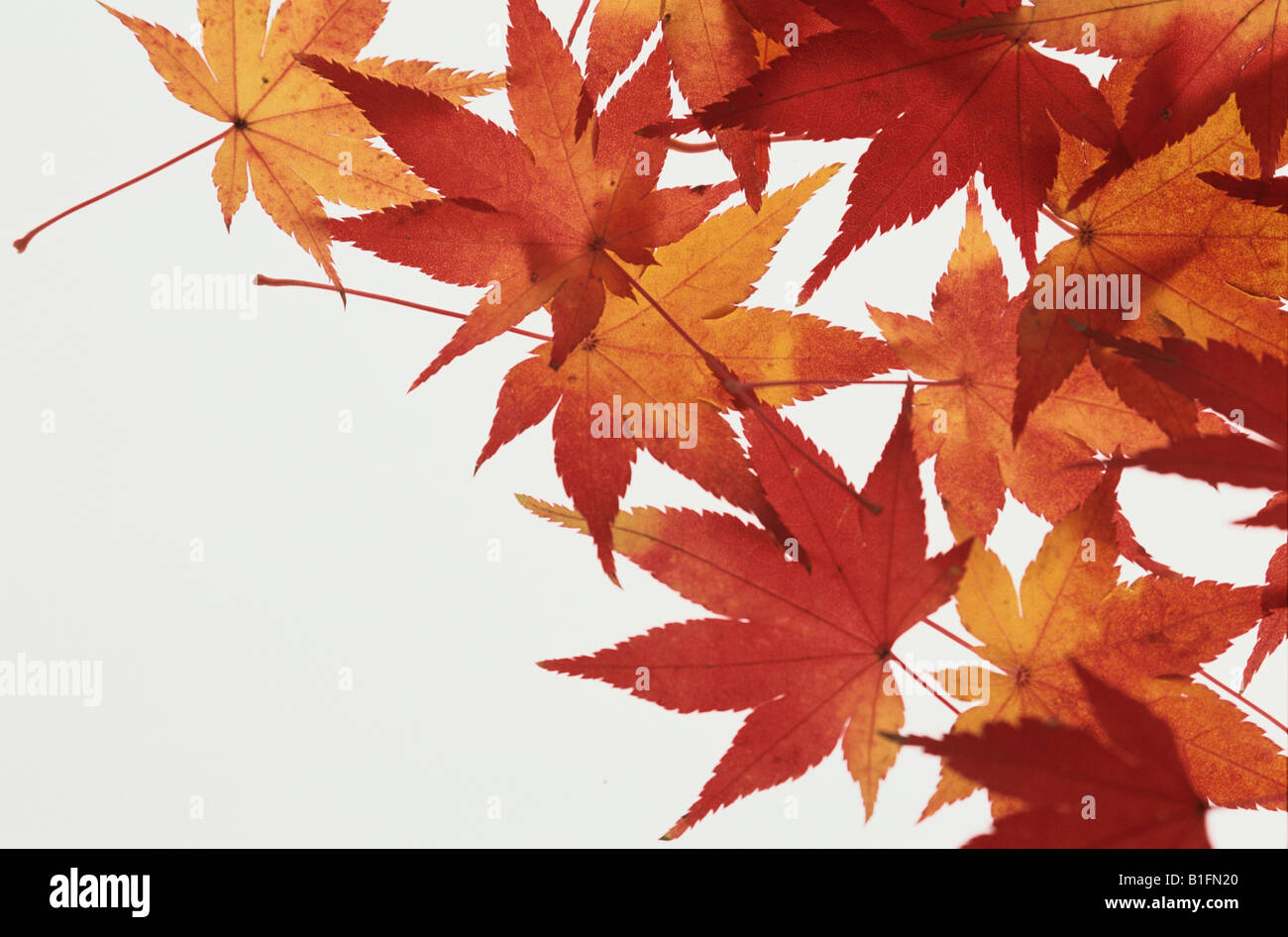 Japanese maple leaves dried hi-res stock photography and images - Alamy