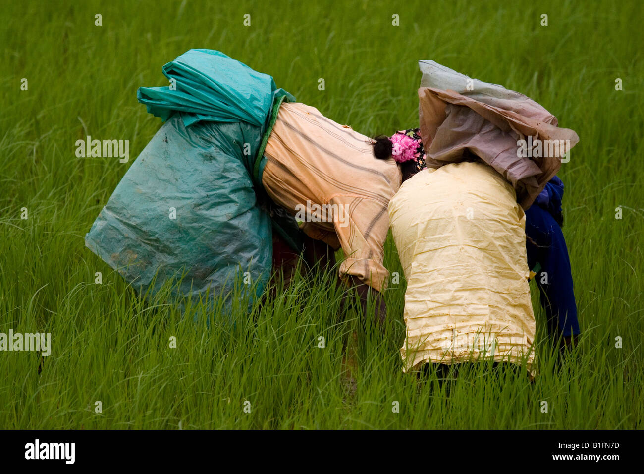 Women work in a rice paddy in the Coorg (Kodagu) District of Karnataka ...