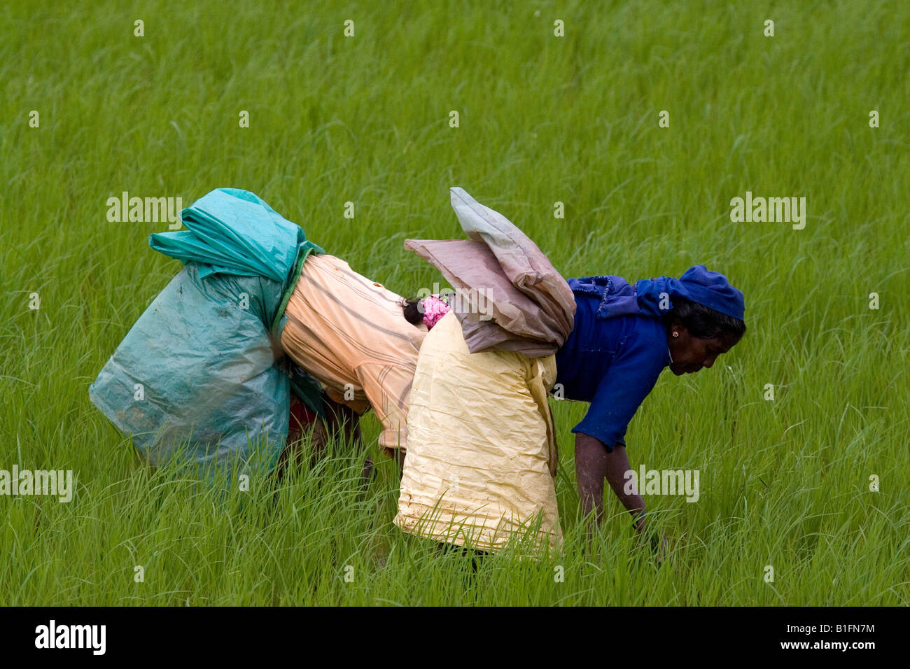 Women work in a rice paddy in southern India. They wear clothing that
