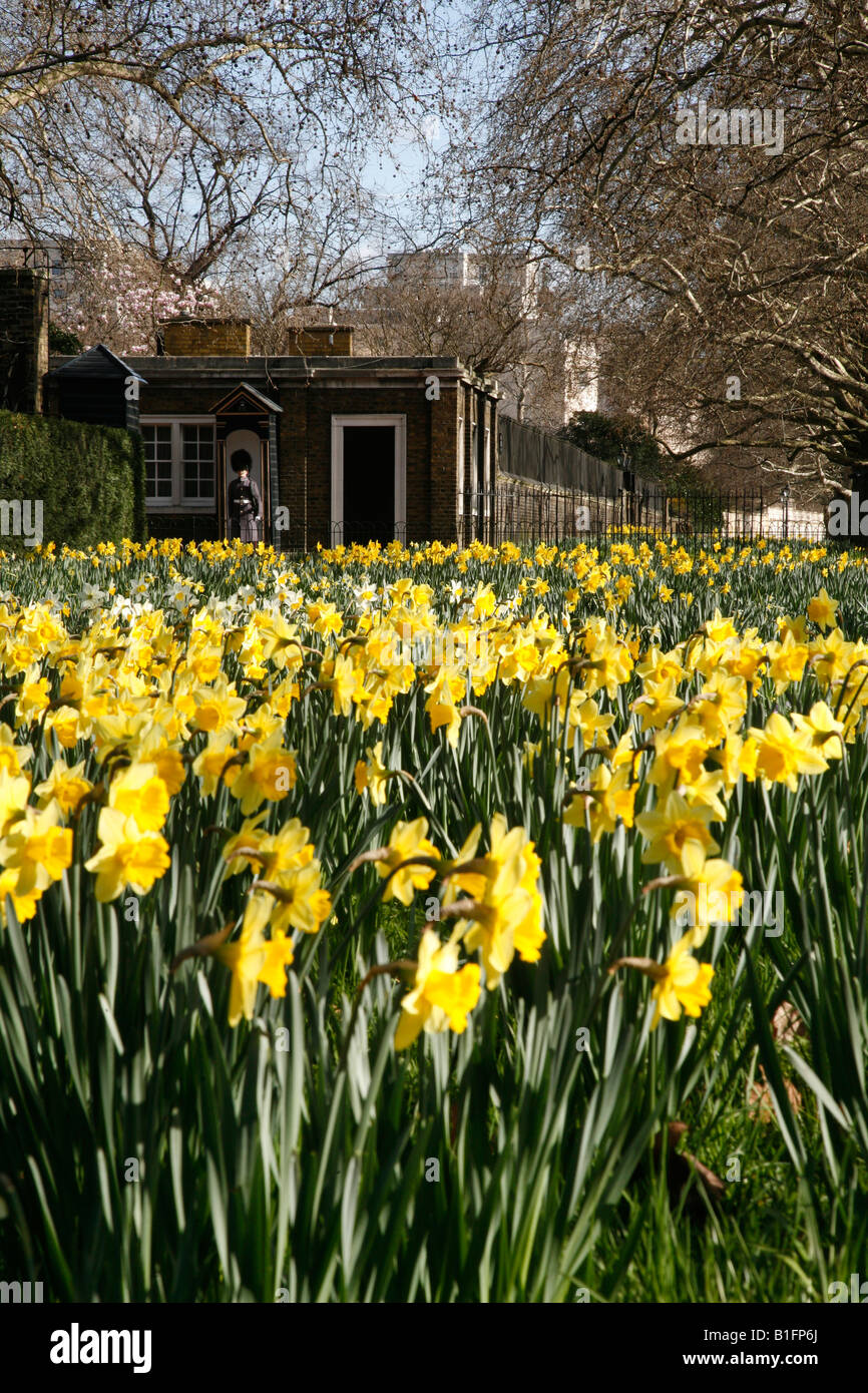 Daffodil guardsman london hires stock photography and images Alamy