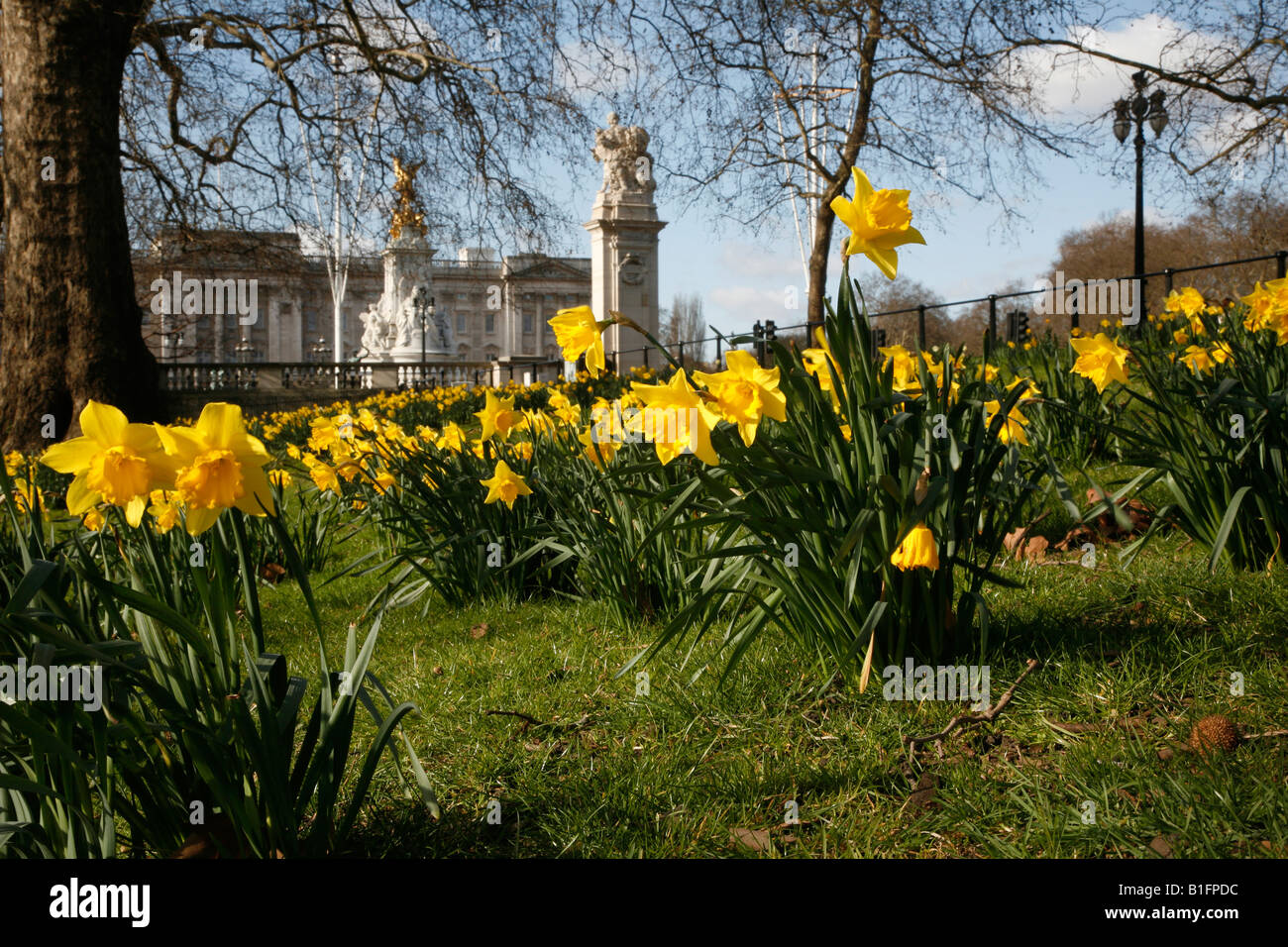 Daffodils in front of Buckingham Palace in St James Park, London Stock