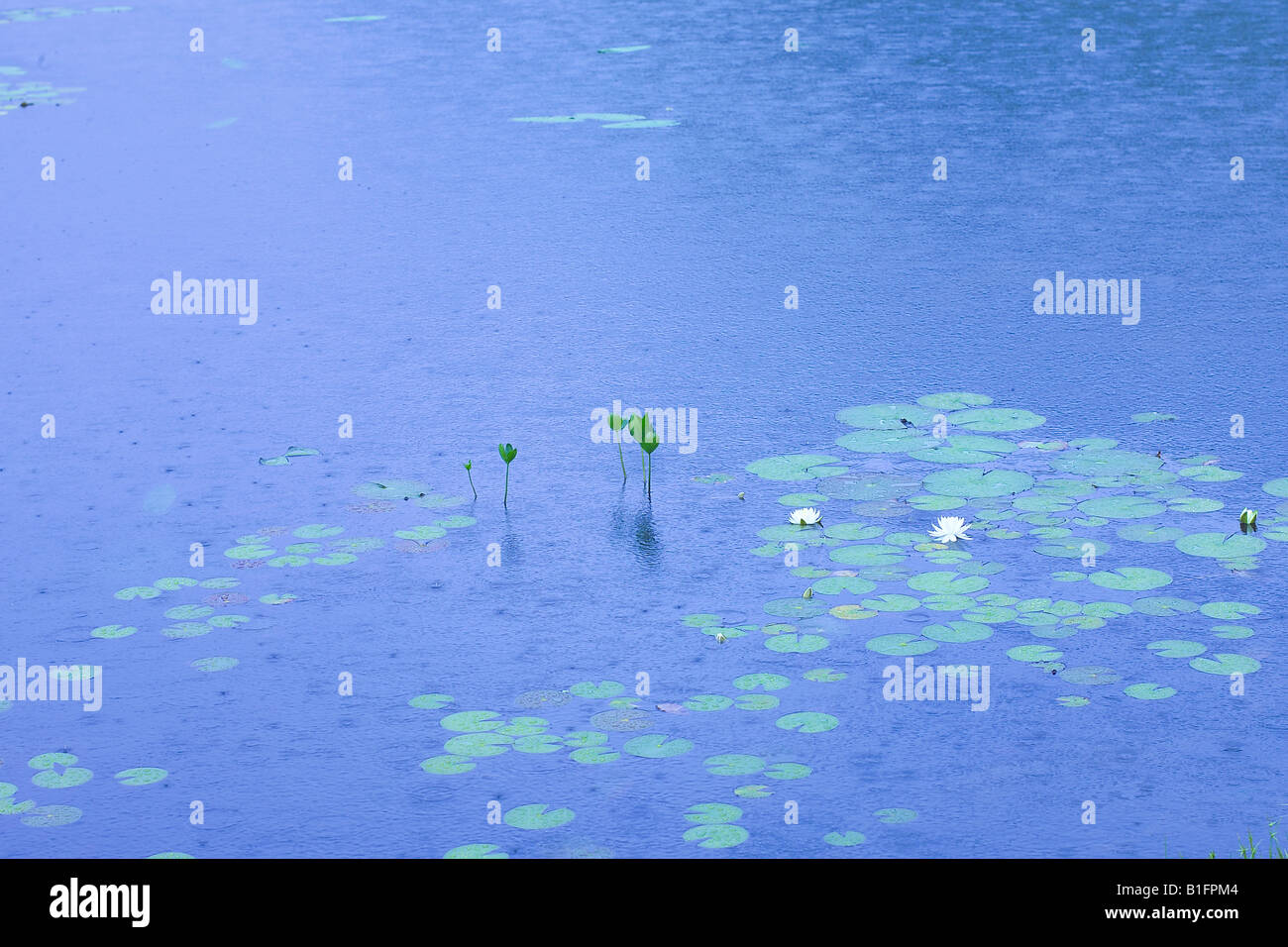 Serene white water lily hi-res stock photography and images - Alamy