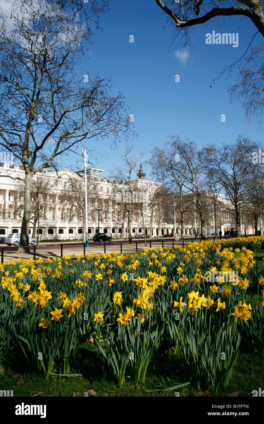 Daffodils in St james Park, London Stock Photo Alamy