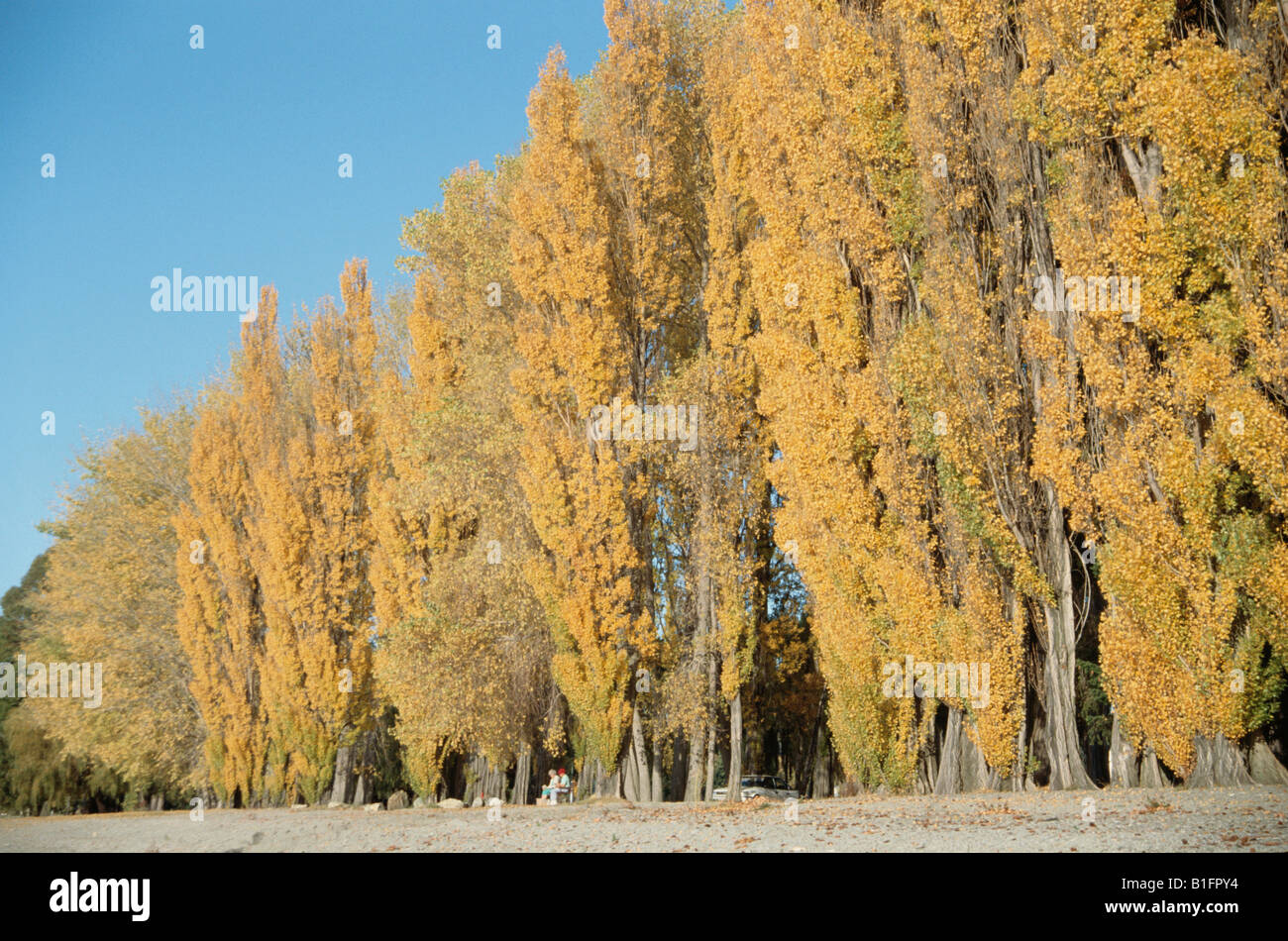 Trees Turning Yellow Stock Photo Alamy
