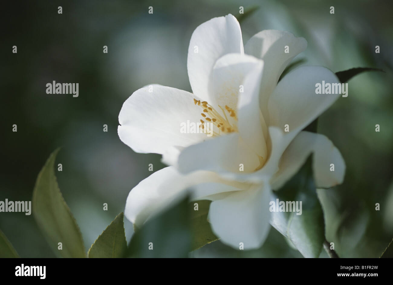 The Flower Of A Camellia Stock Photo