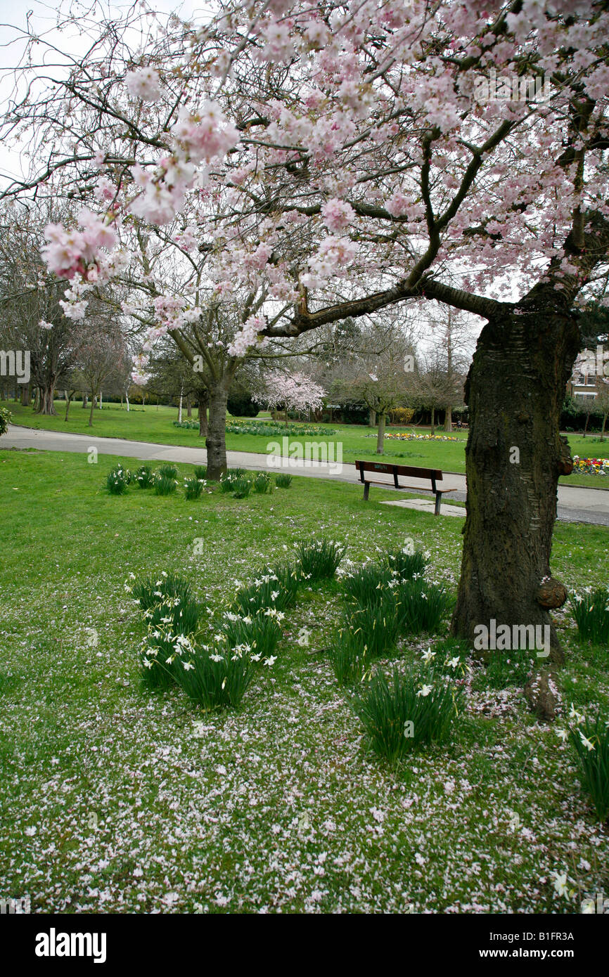 Cherry blossom in Walpole Park, Ealing, London Stock Photo
