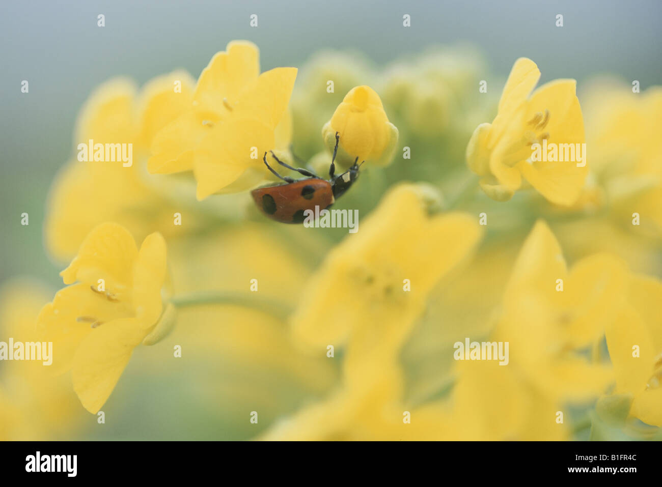Rape Blossoms And A Ladybug Stock Photo