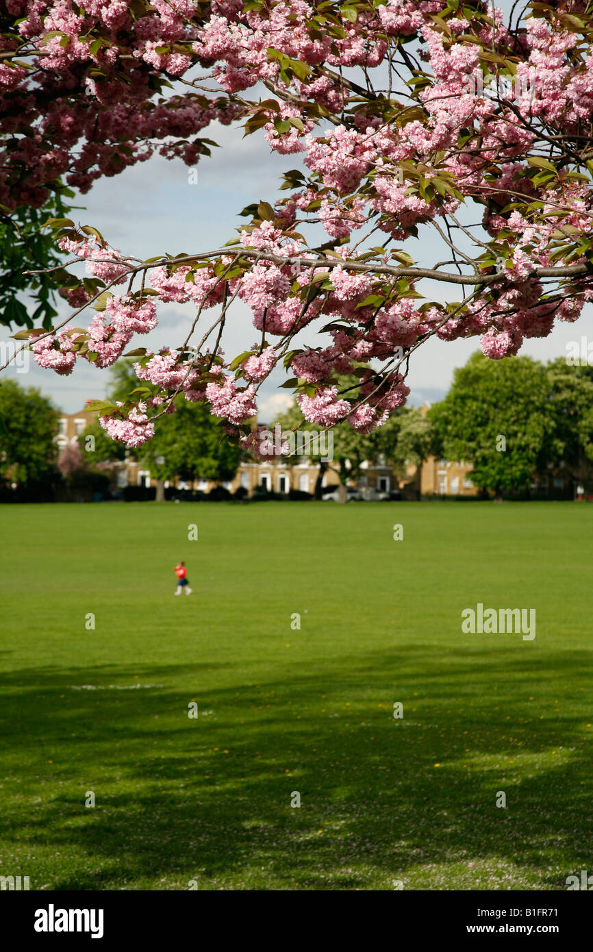 Cherry blossom on Peckham Rye Common, London Stock Photo Alamy