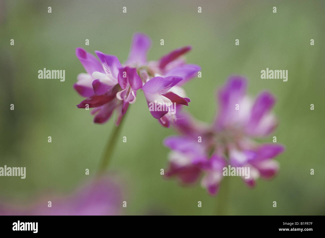 Chinese Milk Vetch Stock Photo Alamy