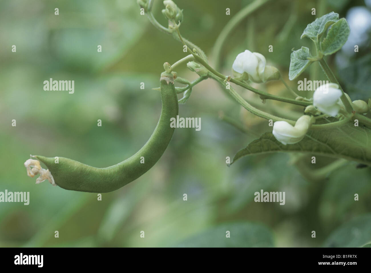 A Kidney Bean And A Flower Stock Photo Alamy