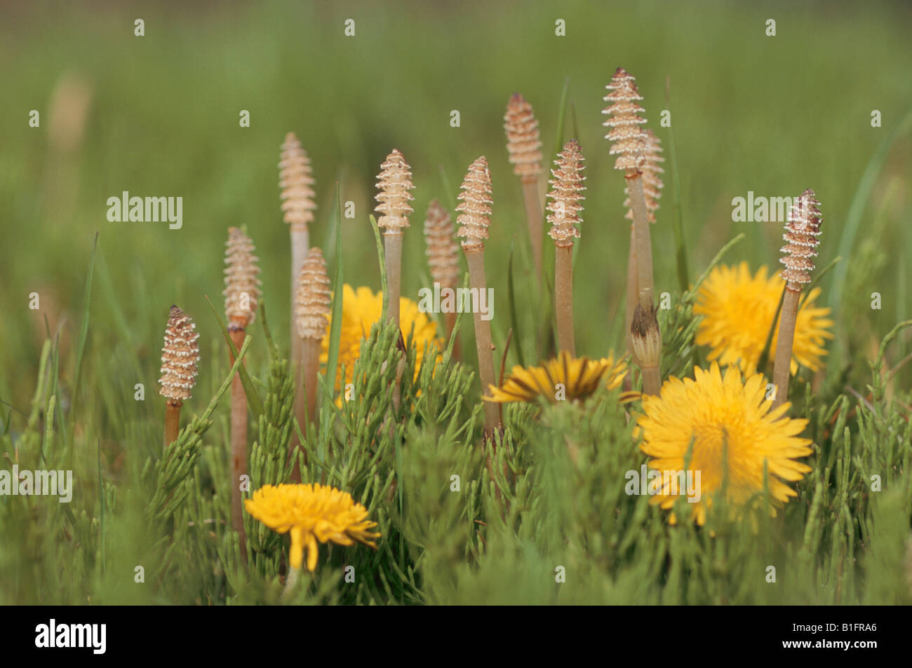 Horsetail And Dandelion Stock Photo