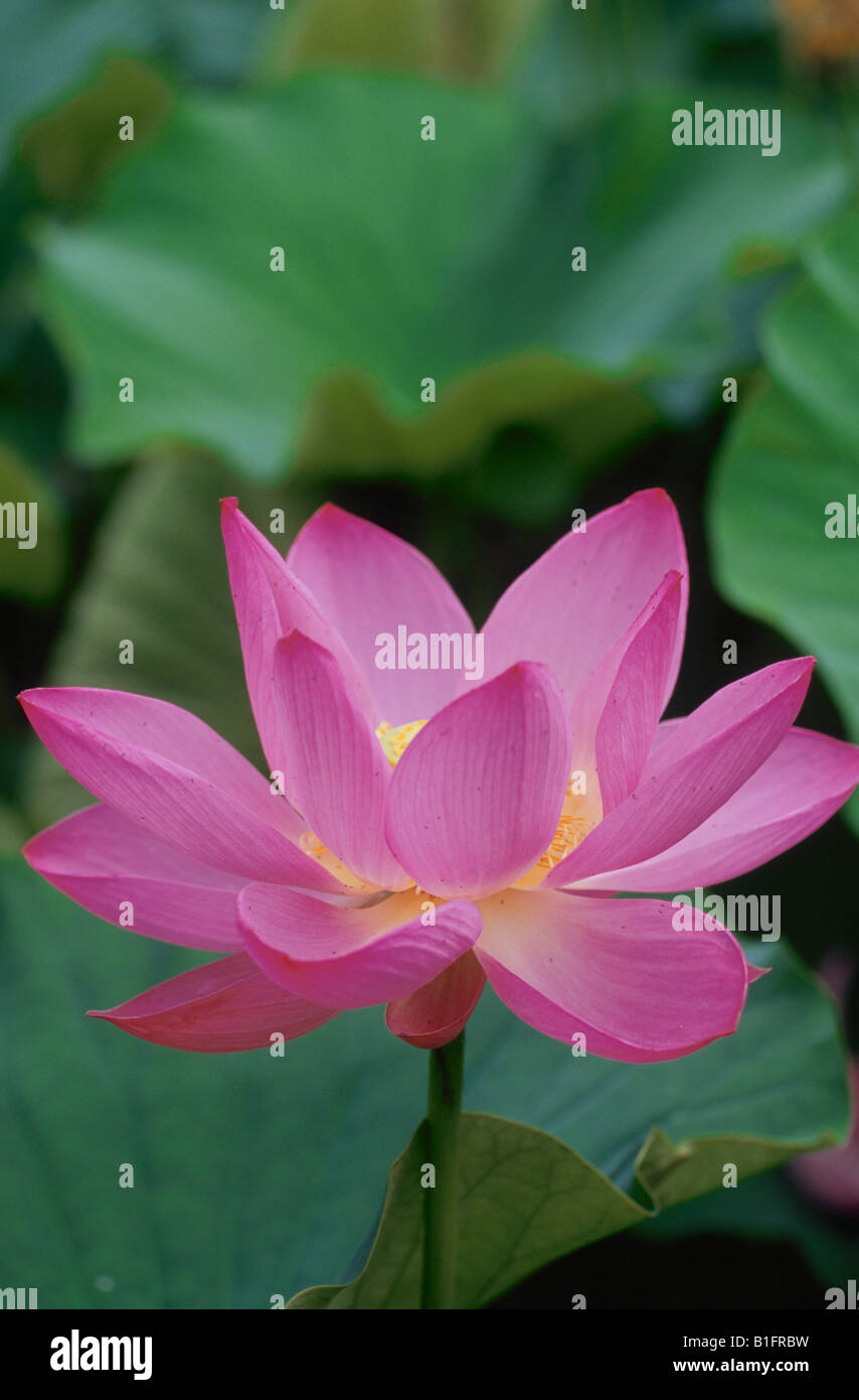 A lotus flower japan hires stock photography and images Alamy