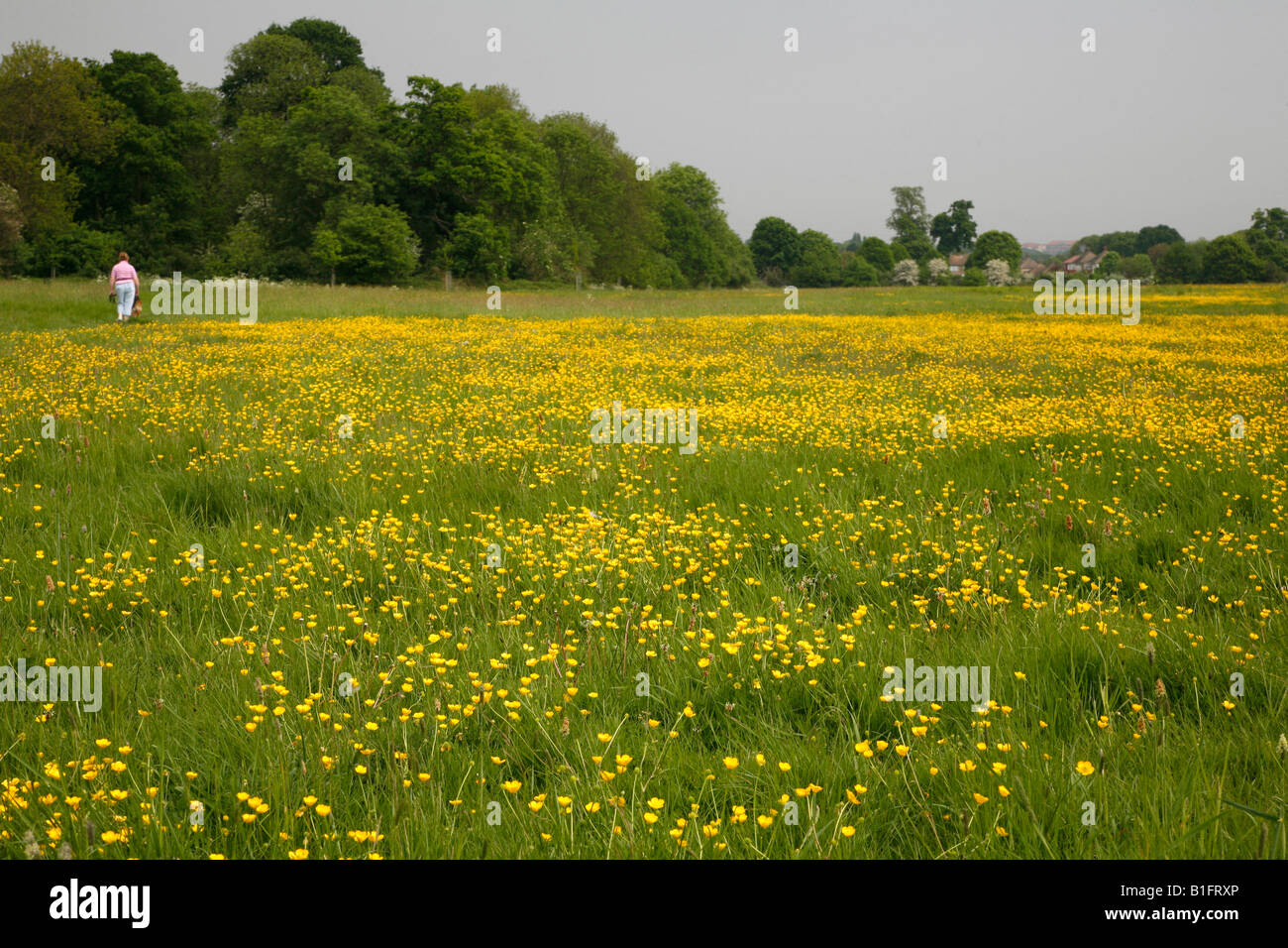 Buttercups on Foots Cray Meadows, Sidcup, Kent Stock Photo
