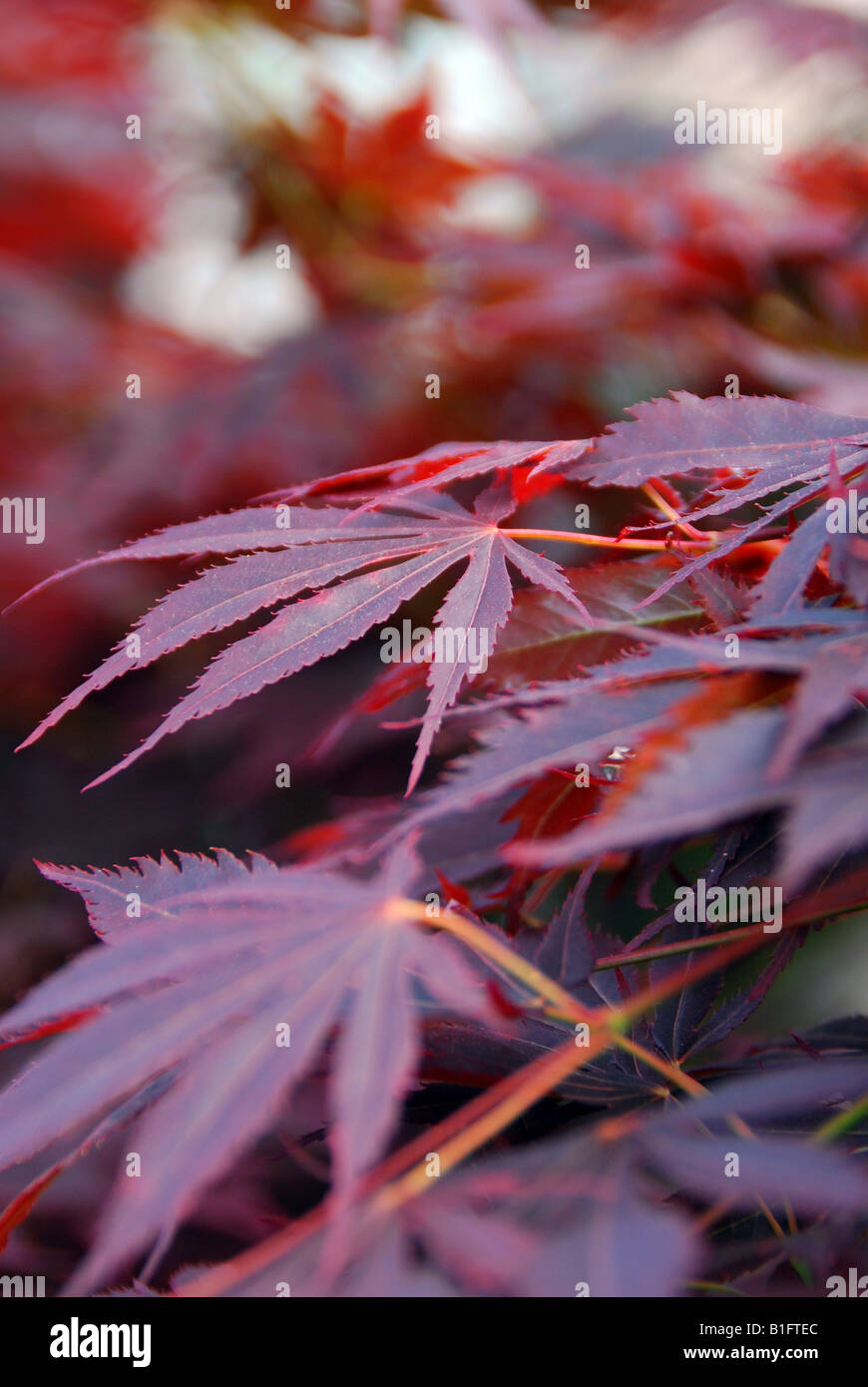 Japanese purple maple tree hi-res stock photography and images - Alamy
