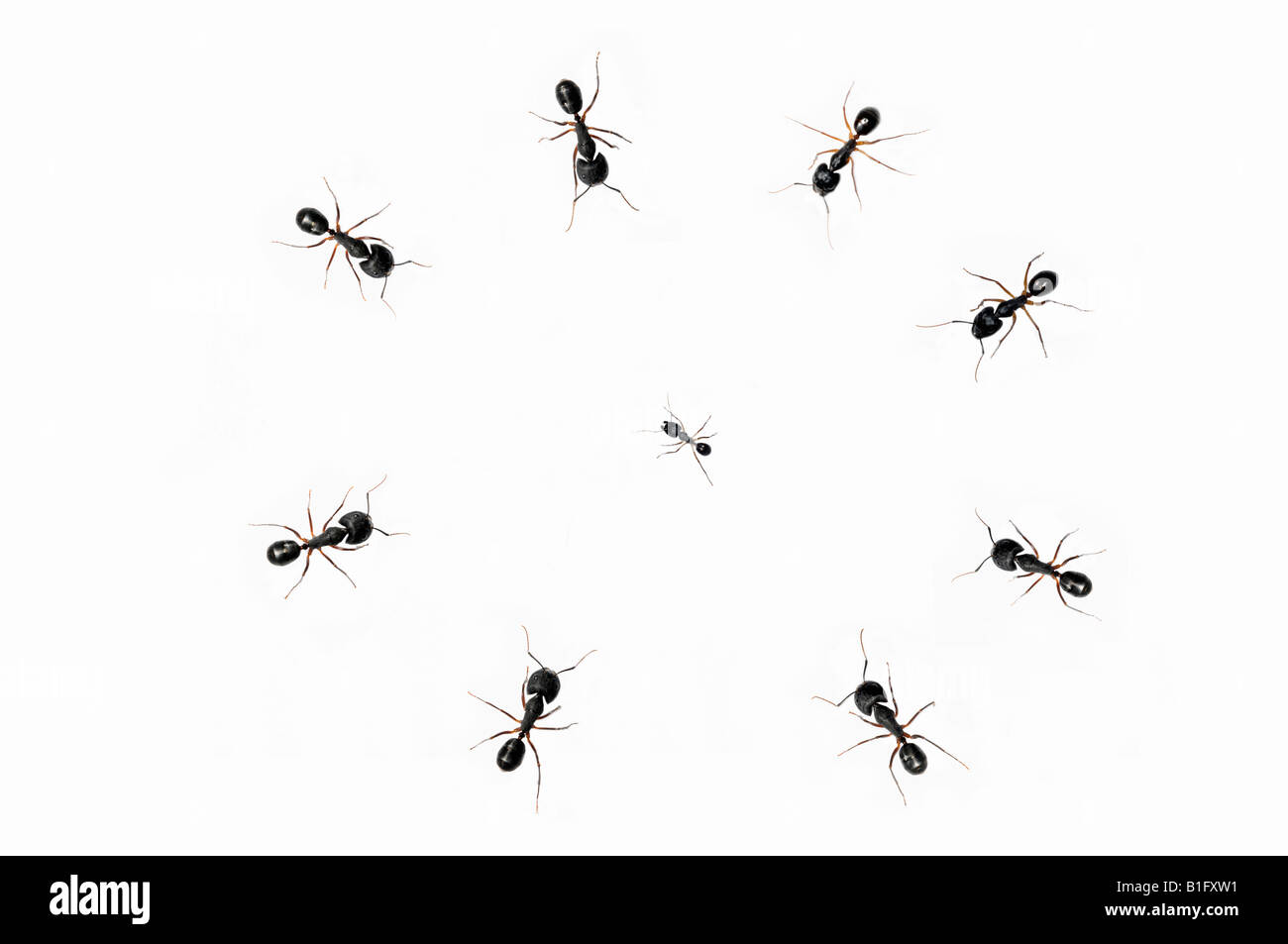 Large ants surrounding small ant Stock Photo