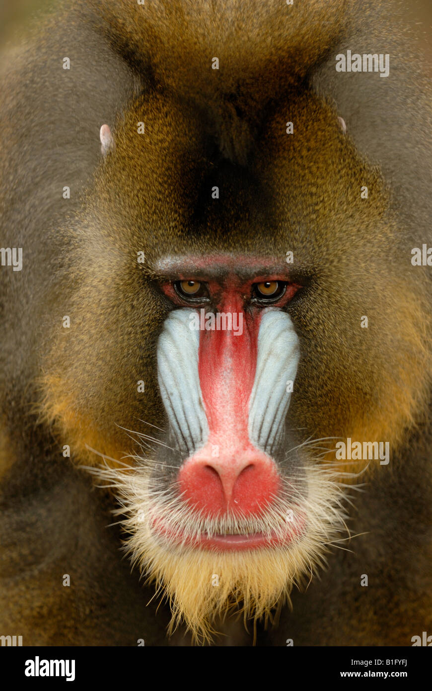 Mandril Monkey Stock Photo
