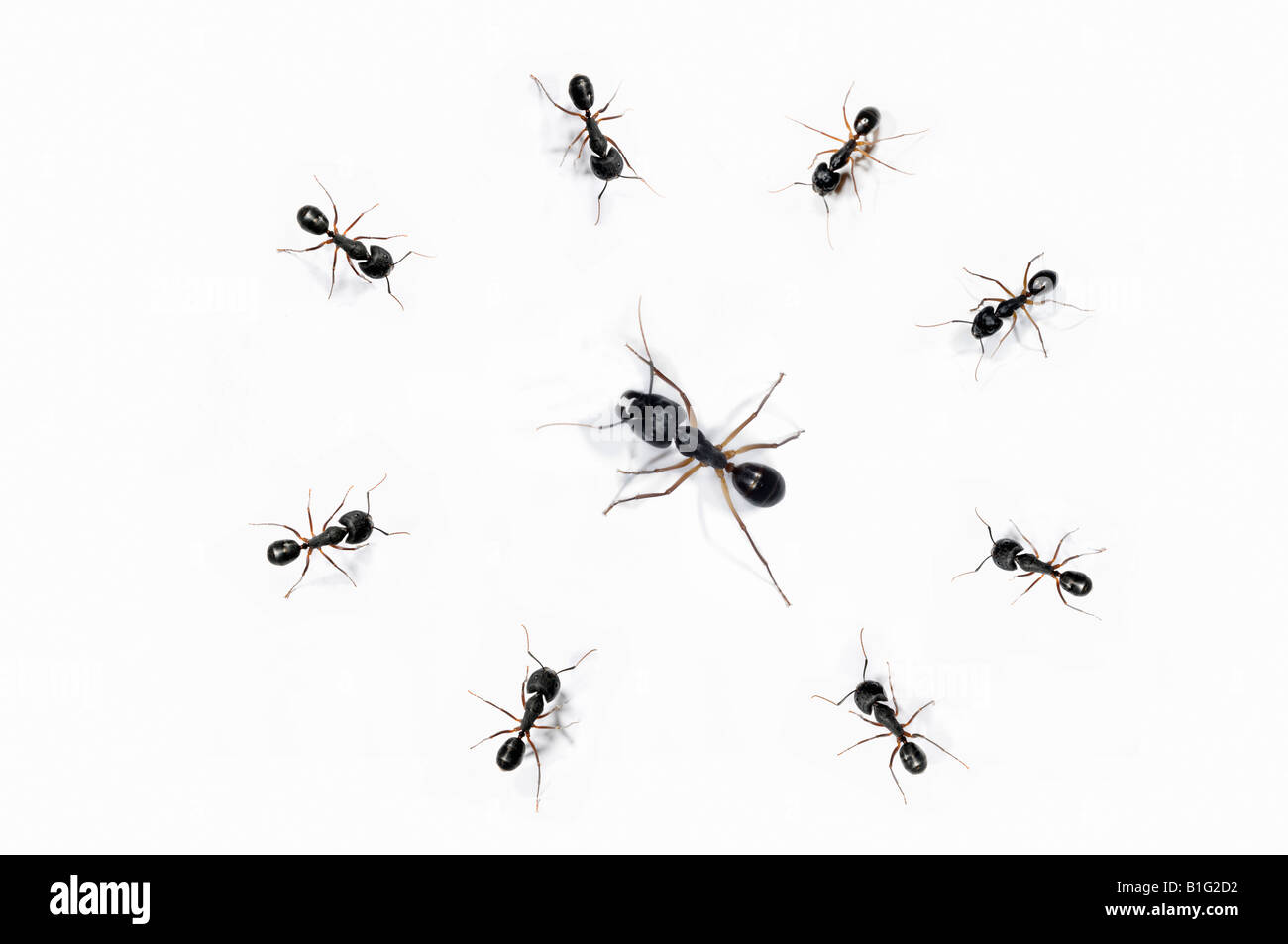 Group of small ants surrounding a large ant Stock Photo