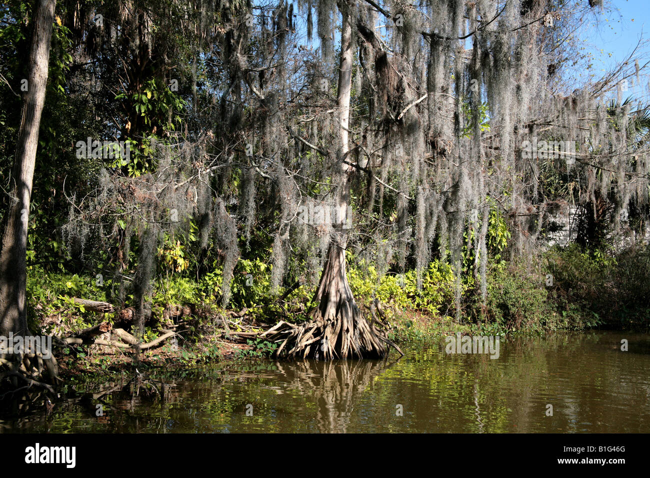 Spanish moss growing on trees at Central Florida Lake Dora location