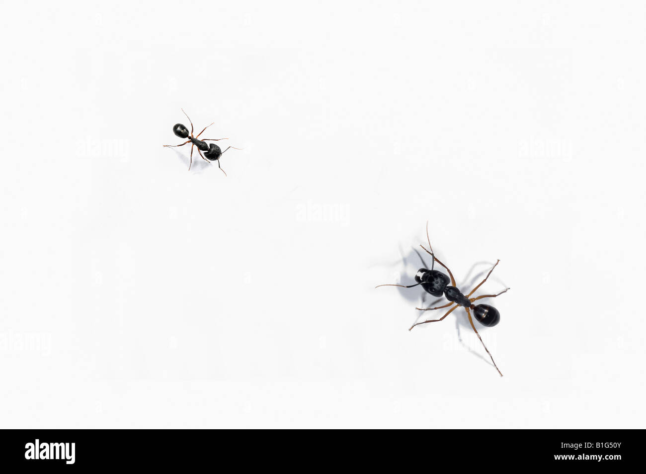 Large ant confronting a smaller ant Stock Photo