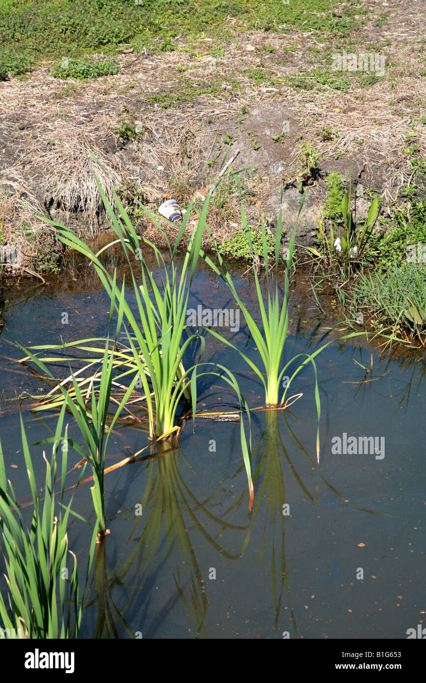 Water weeds and other vegetation in the shore of a Central Florida Lake Stock Photo