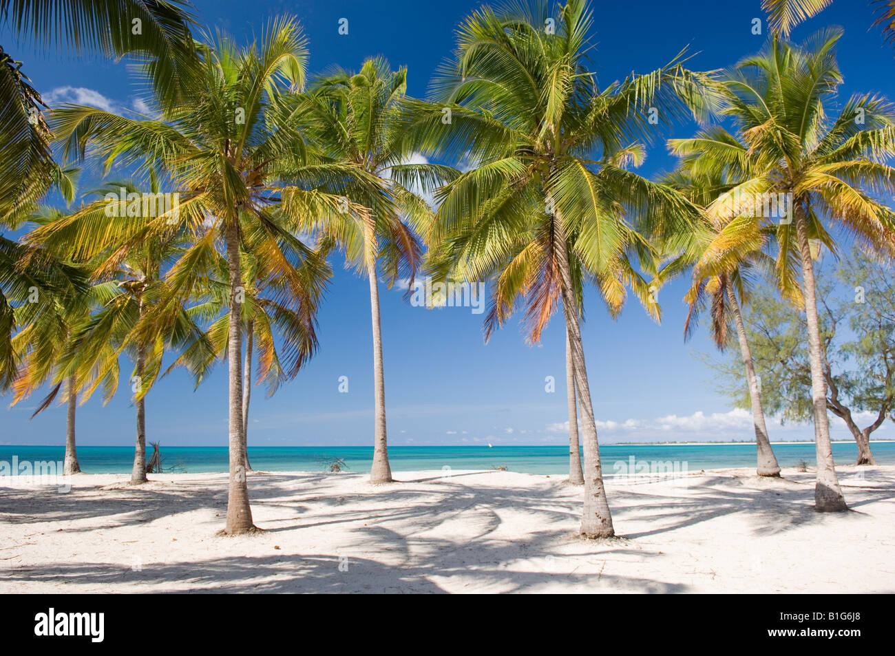 Coconut palms on beautiful beach of Pangane, Mozambique Stock Photo