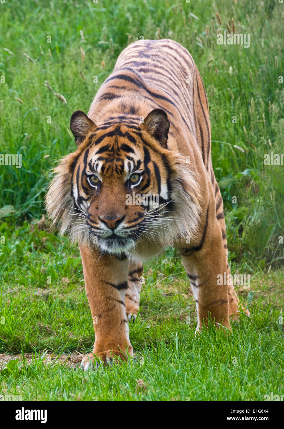 Sumatran Tiger stalking Stock Photo