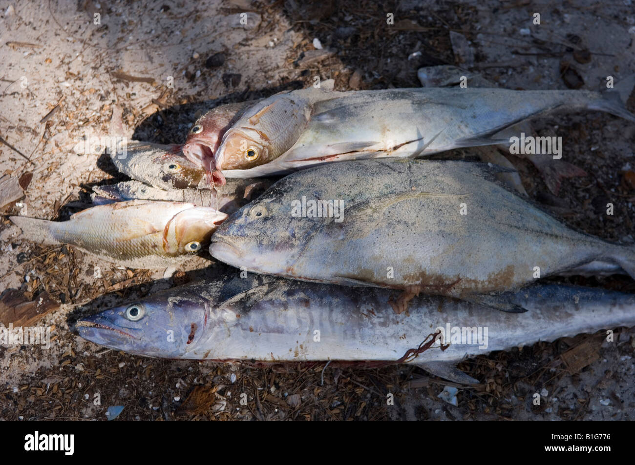 Freshly caught fish lying on the sand of the beach of Pangane, Mozambique. Stock Photo