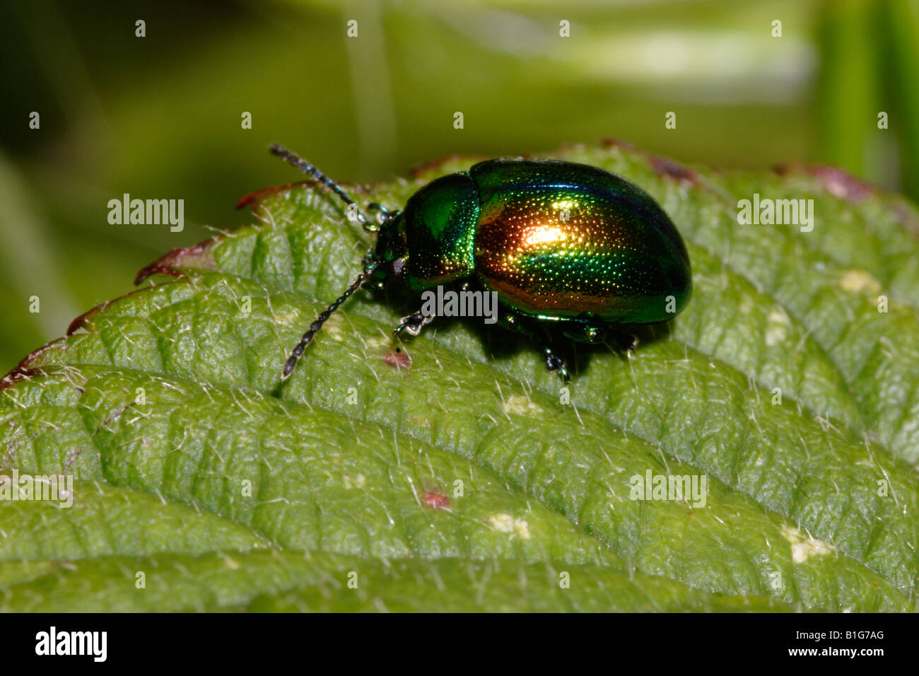 Hemp nettle leaf beetle Chrysolina fastuosa Chrysomelidae UK Stock Photo