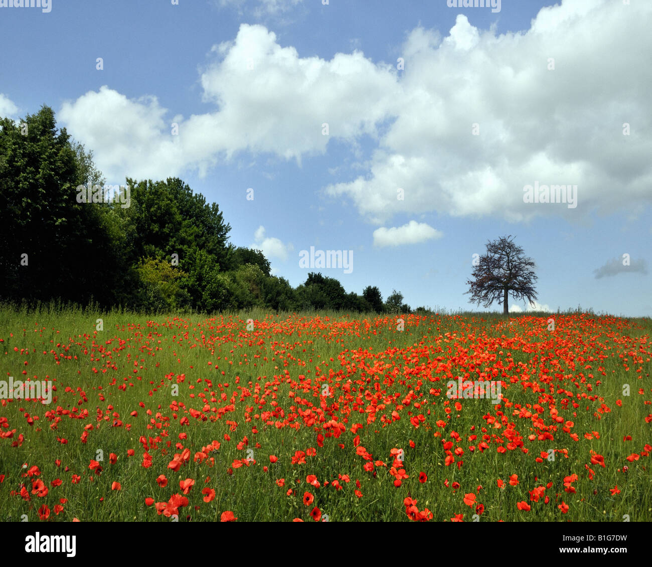 Landscape field red poppy hi-res stock photography and images - Alamy