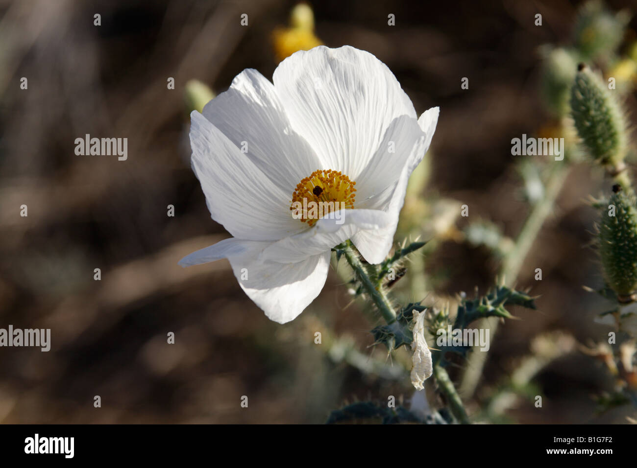 Prickly poppy flower (Argemone munita), Arizona, USA Stock Photo