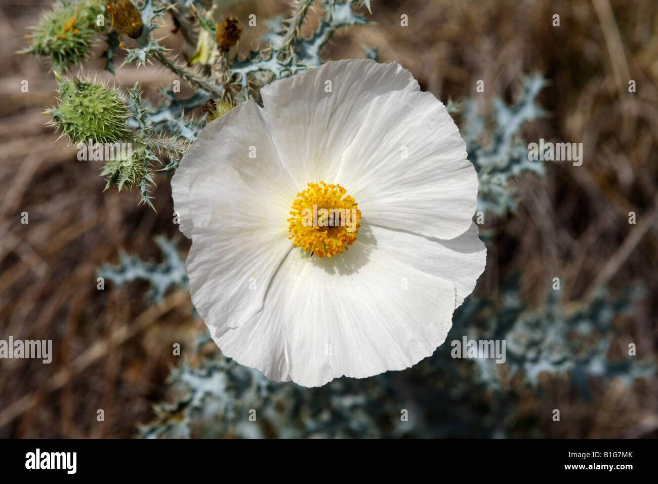 Prickly poppy flower (Argemone munita), Southern Arizona Stock Photo