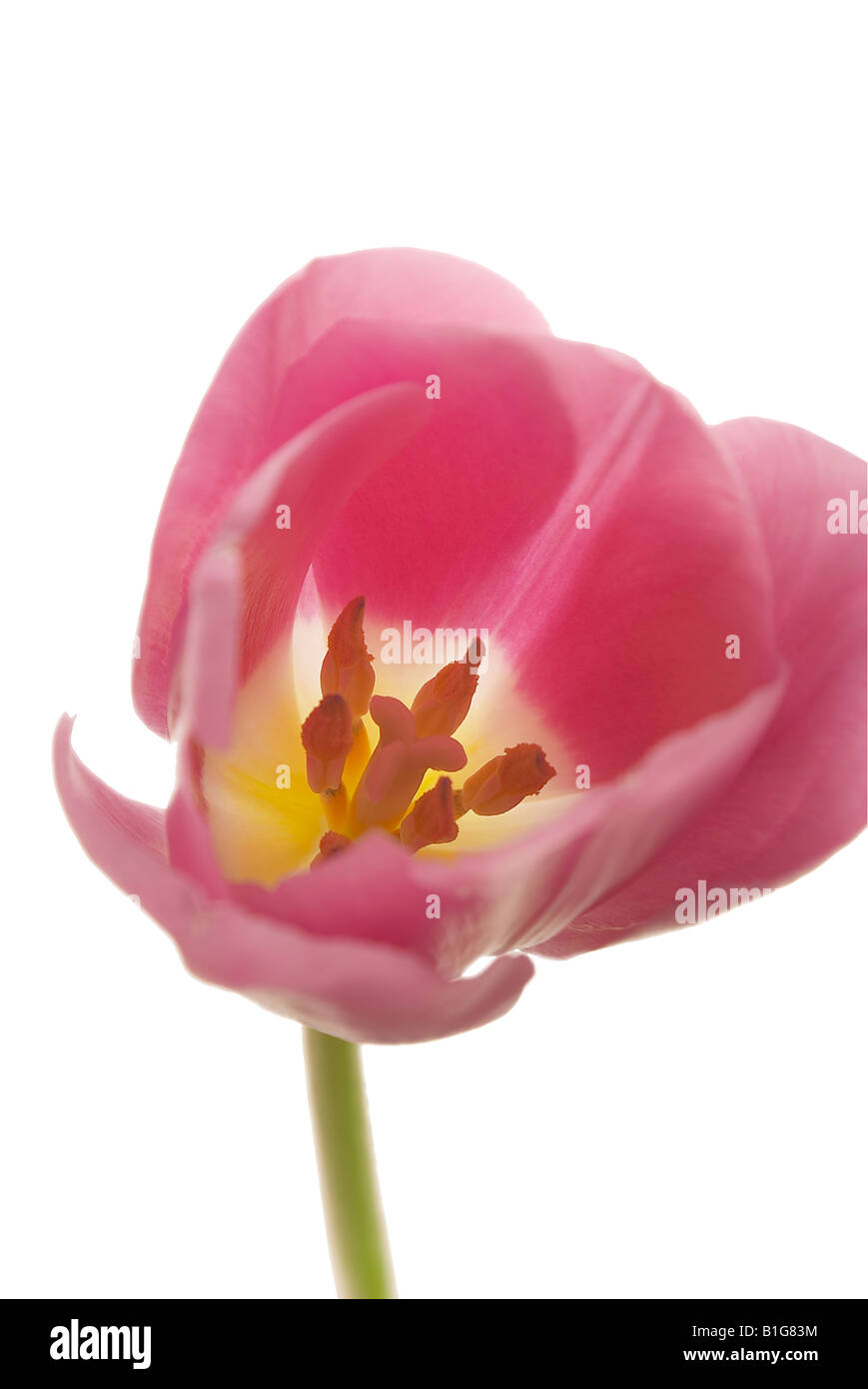 rose flower still life white background tulip pine apple blossom daffodil Stock Photo