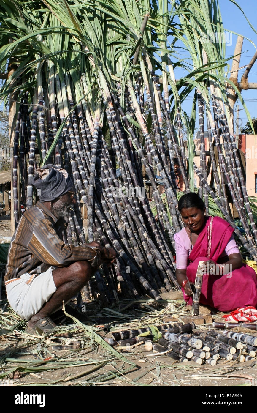 Indians buying and selling the first harvest sugar cane by the roadside