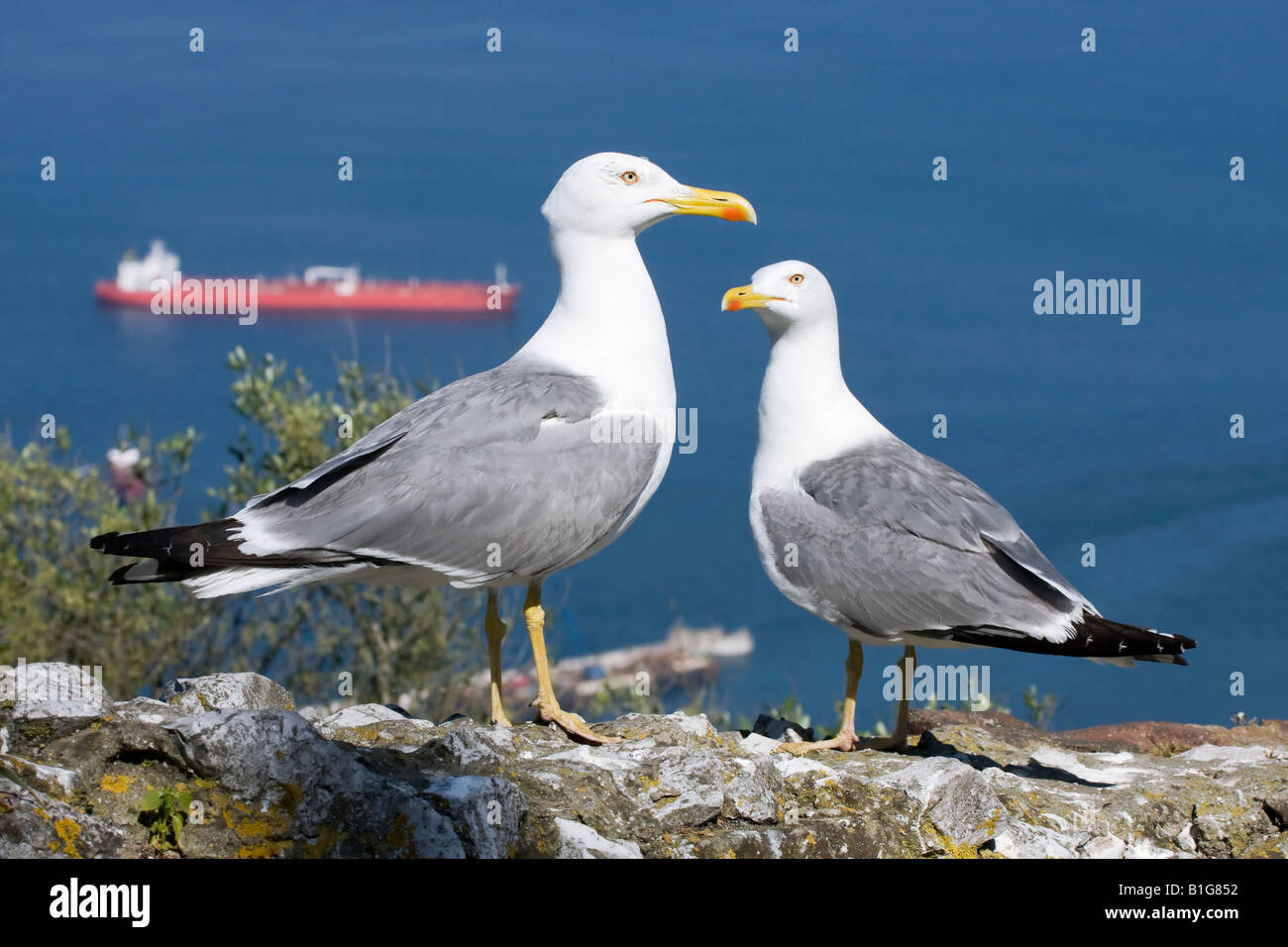 Herring gull courtship hires stock photography and images Alamy