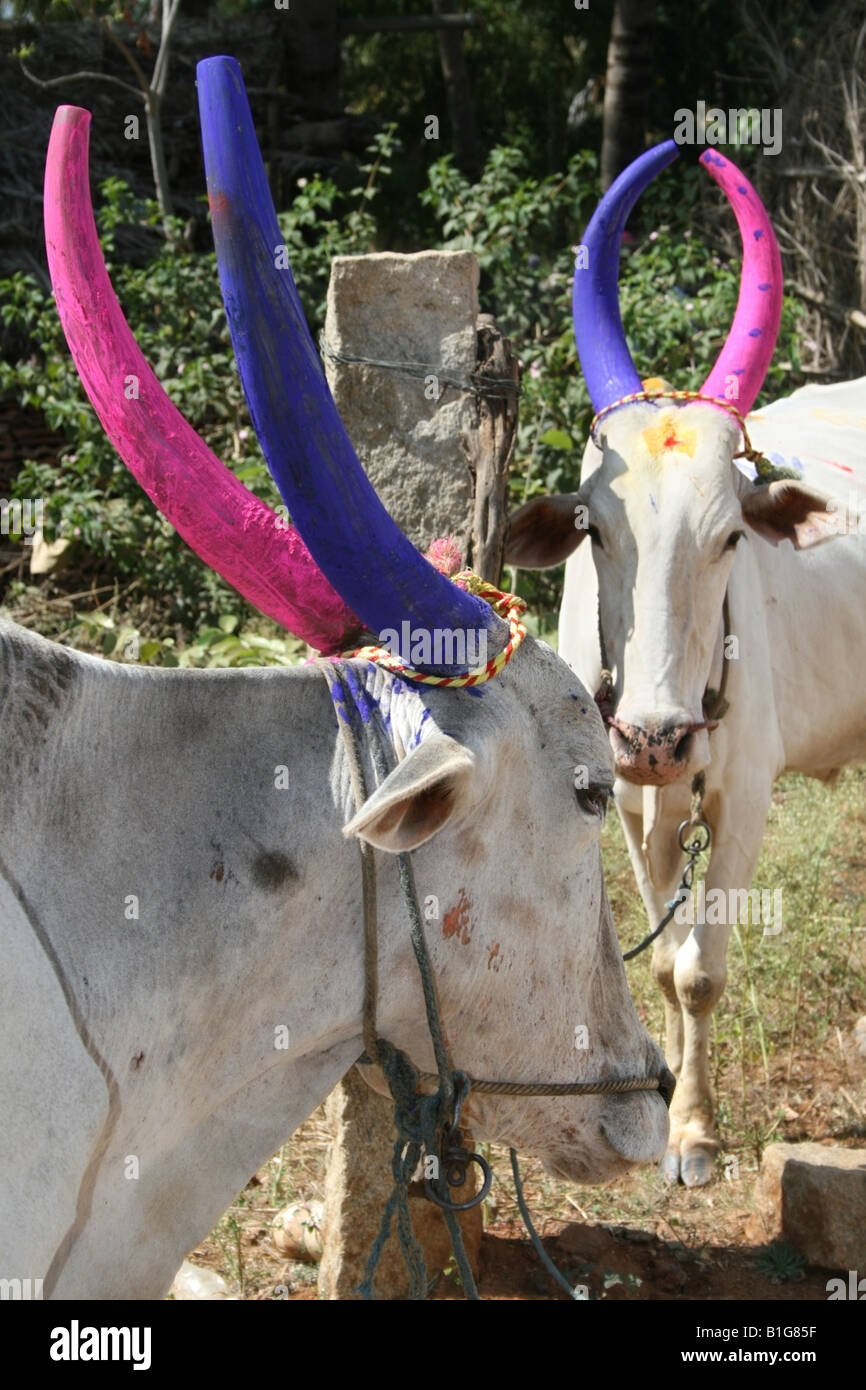 Cows with traditional horn decoration for the hindu harvest festival
