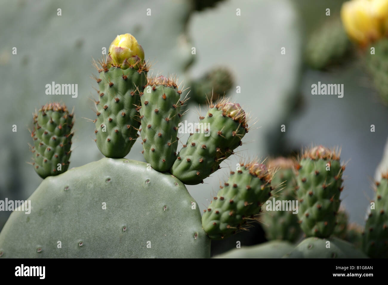 roodt syre cactus Red Trichocereus Hybrid (Red Torch Cactus)