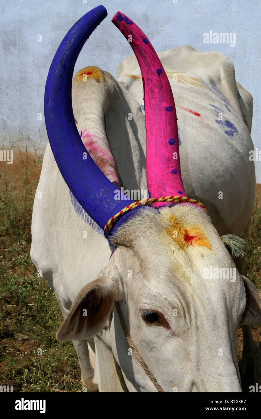 Cow with traditional horn decoration for the hindu harvest festival