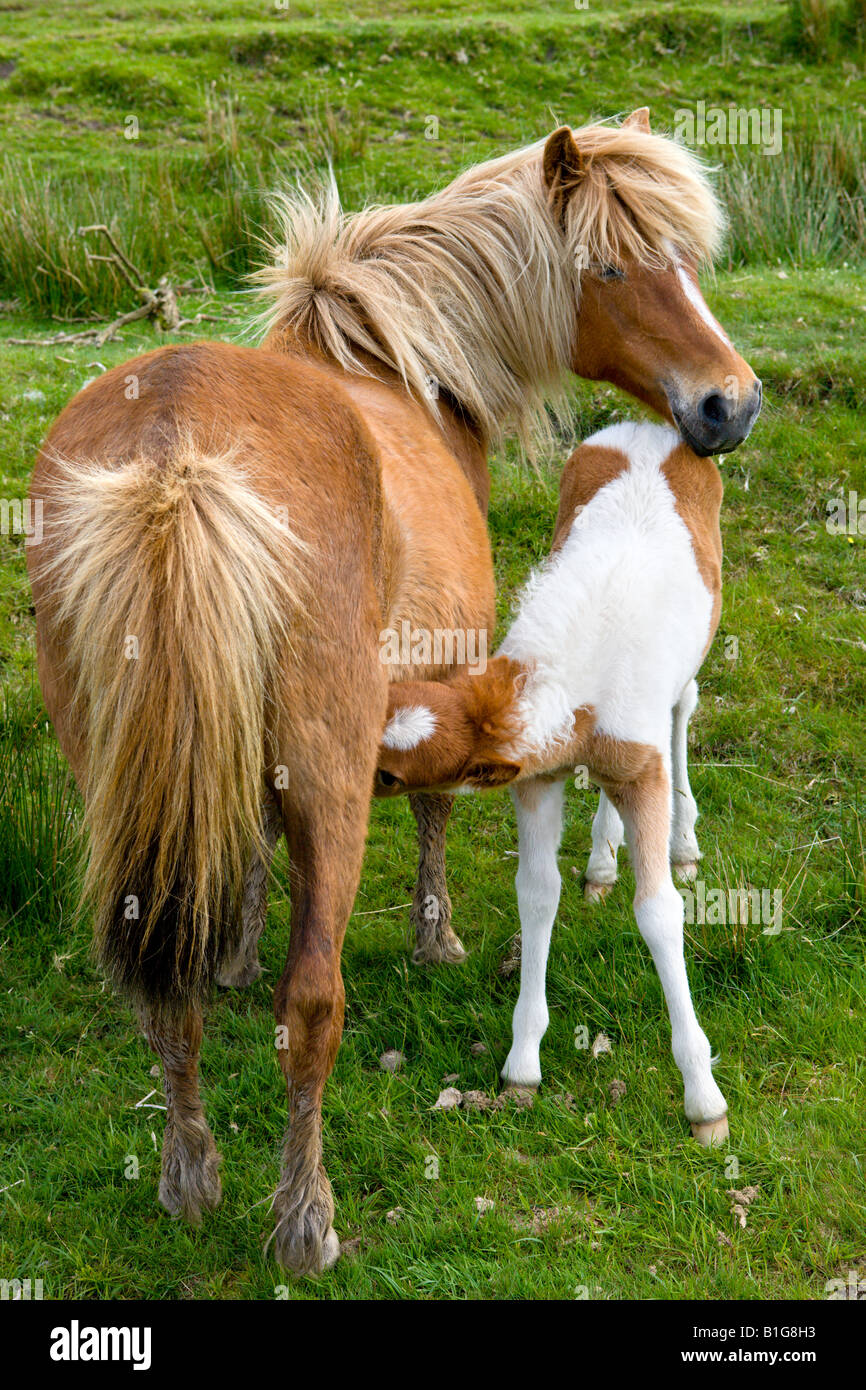 Dartmoor pony and foal Dartmoor National Park Devon England Stock Photo