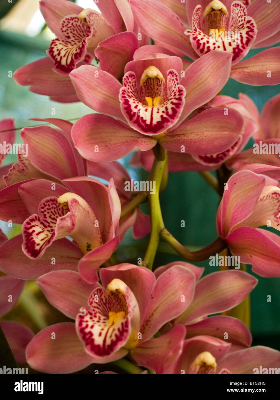 Orchid flower in sikkim hires stock photography and images Alamy