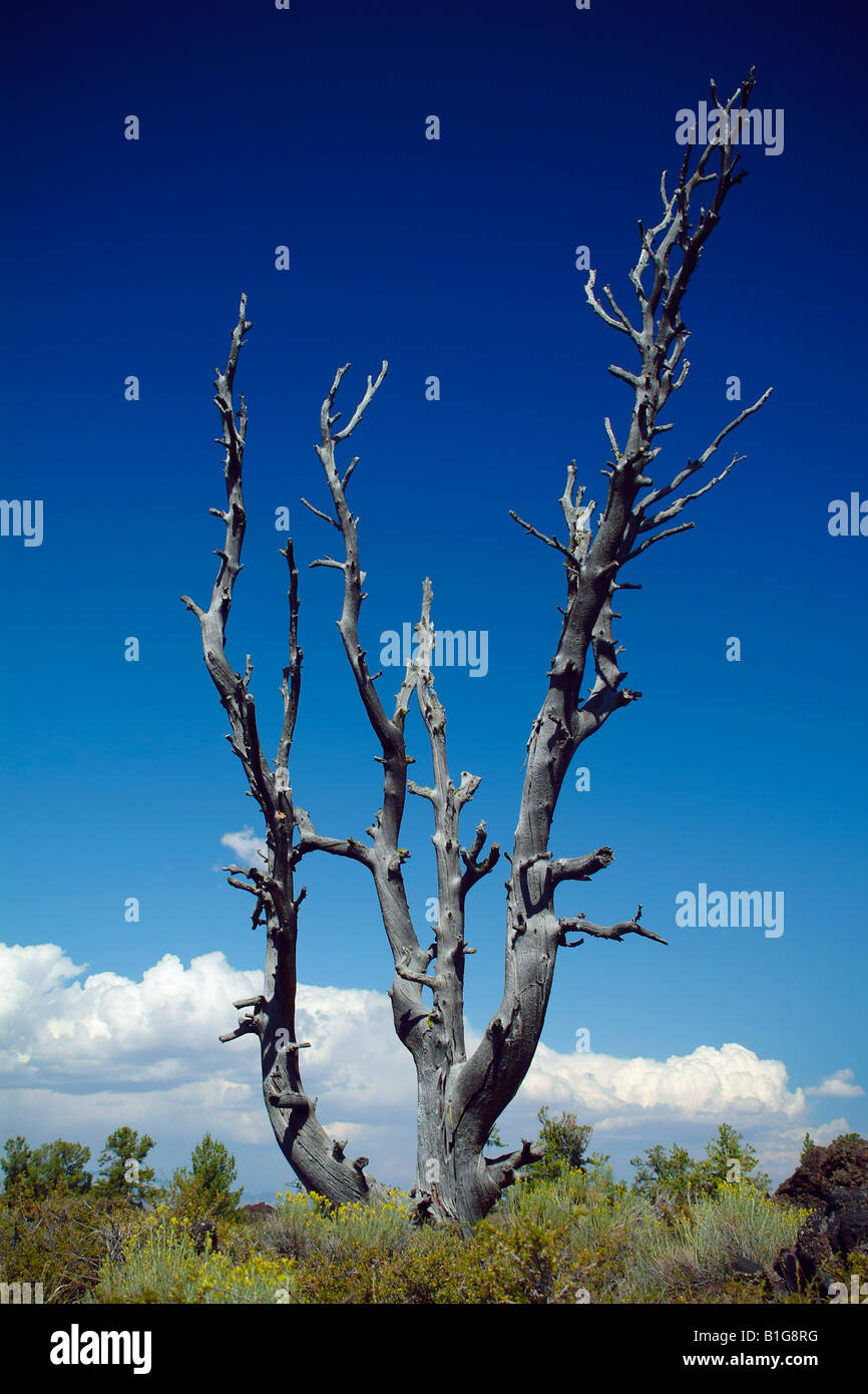lonely deathly looking tree against a beautiful intense blue sky national park usa vegitation mood Stock Photo