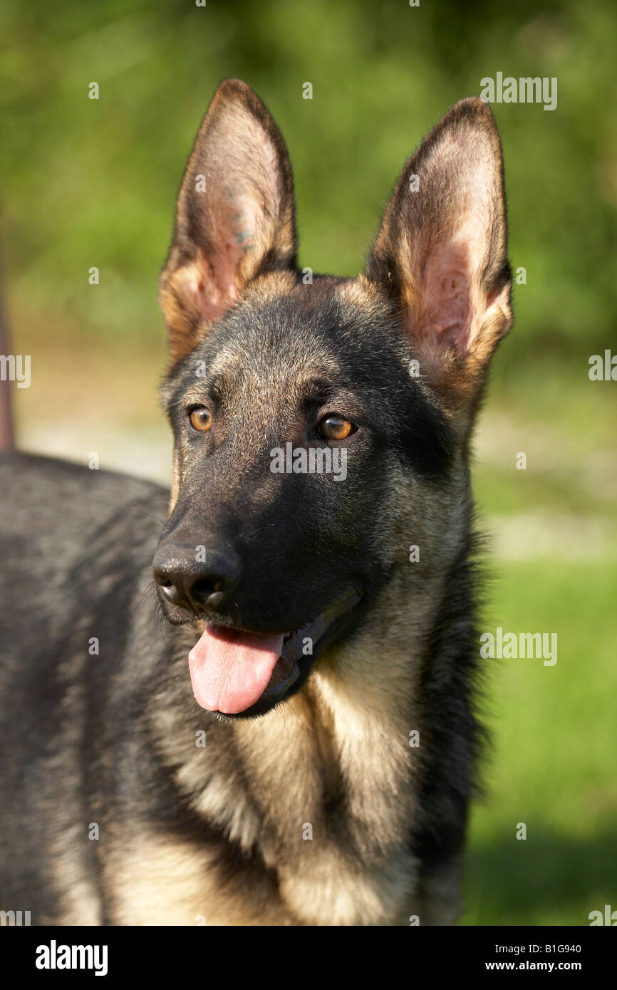Puppy German Shepherd portrait Stock Photo - Alamy